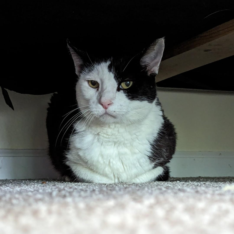 Cheezburger Image 10608977408