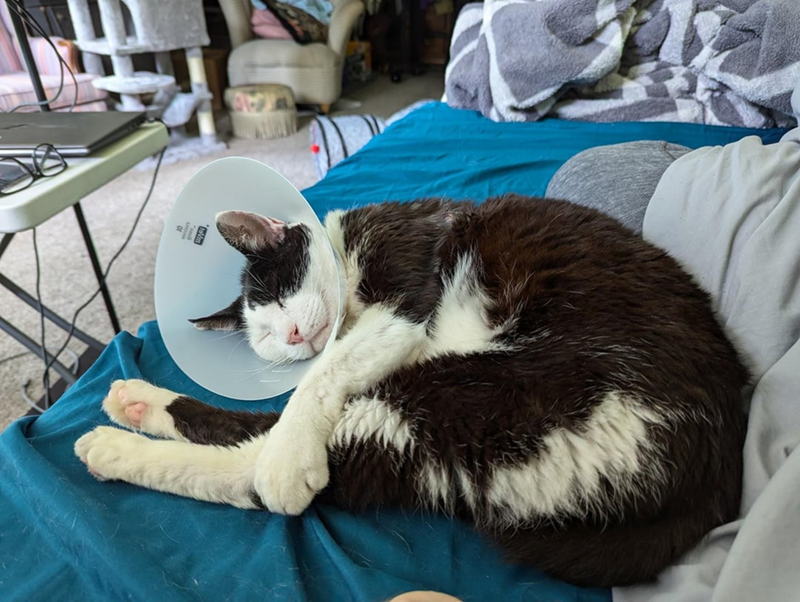 Cheezburger Image 10608978688