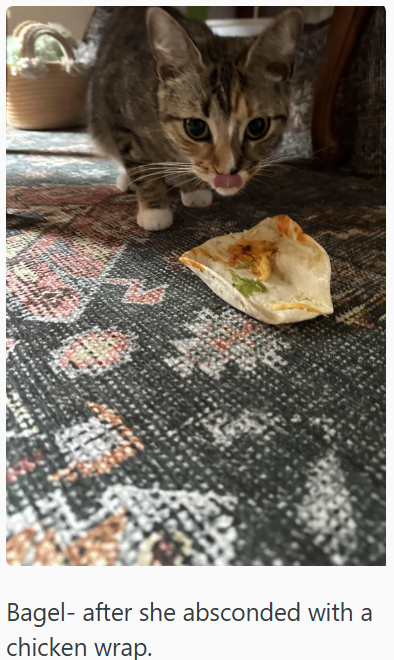 Bagel- after she absconded with a chicken wrap.