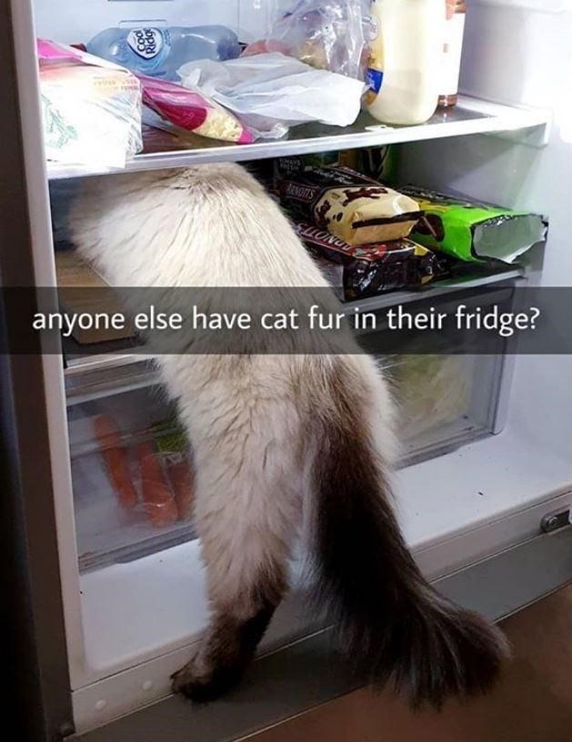 Cool Ridg THEYS RENOTTS LONGT anyone else have cat fur in their fridge?