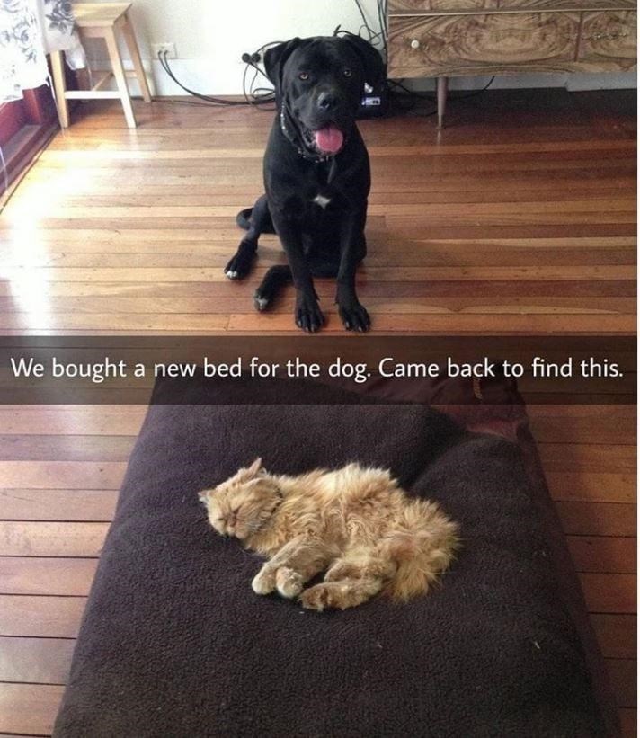 We bought a new bed for the dog. Came back to find this.