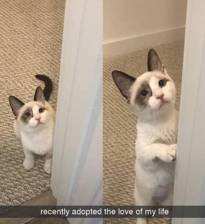 recently adopted the love of my life