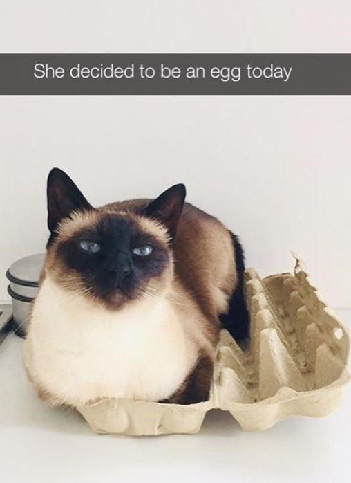 She decided to be an egg today