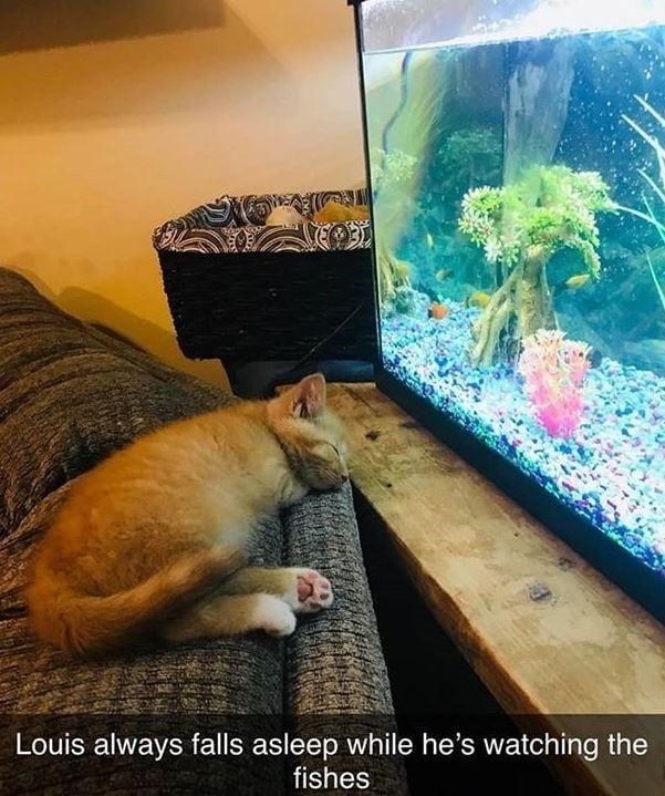 Louis always falls asleep while he's watching the fishes