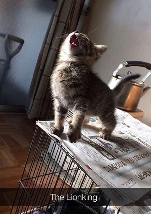 新聞 11.5 世界津波の日」教訓に 南海トラフ The Lionking