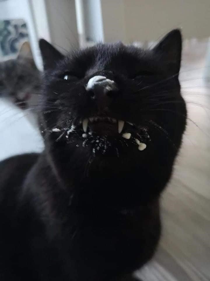 Cheezburger Image 10609060608