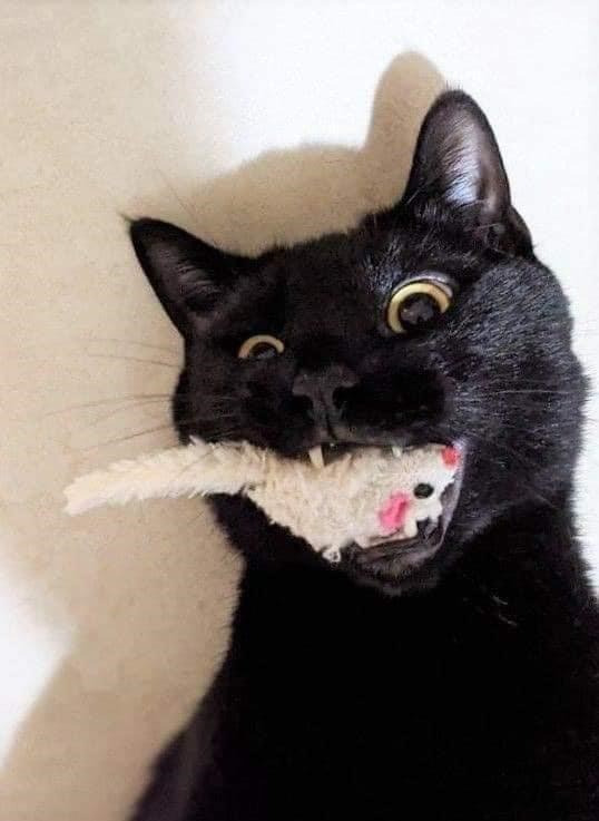 Cheezburger Image 10609061120