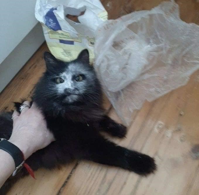 Cheezburger Image 10609061376