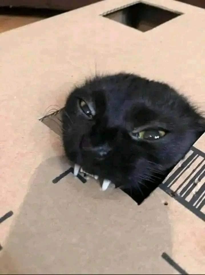 Cheezburger Image 10609061888