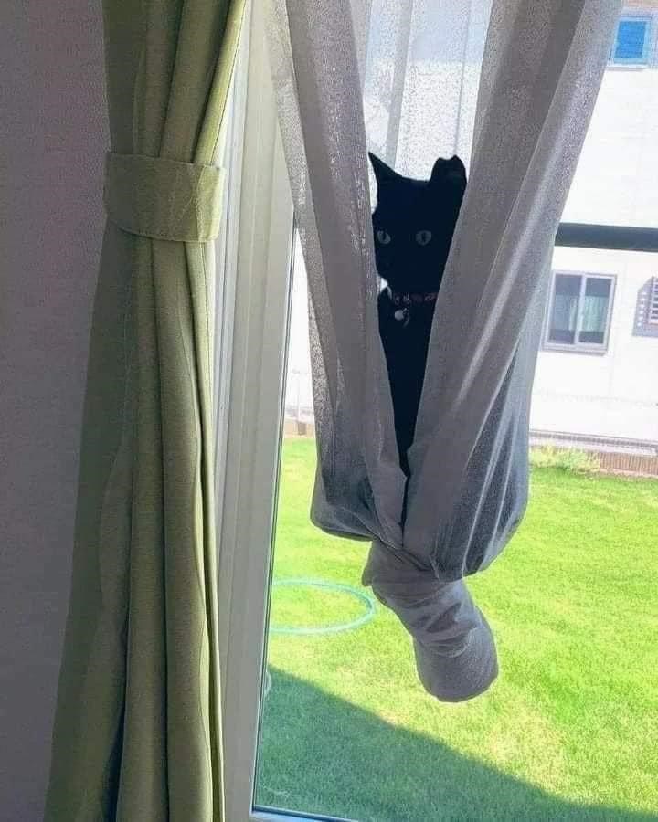 Cheezburger Image 10609062400