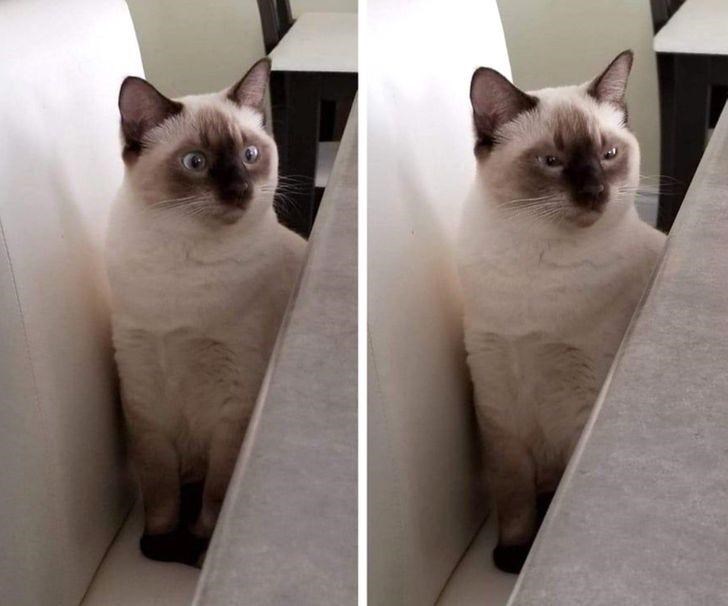 Cheezburger Image 10609062656