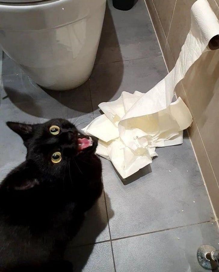 Cheezburger Image 10609065216