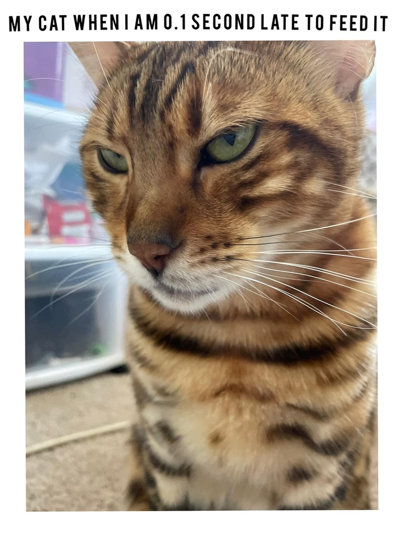 MY CAT WHEN I AM 0.1 SECOND LATE TO FEED IT