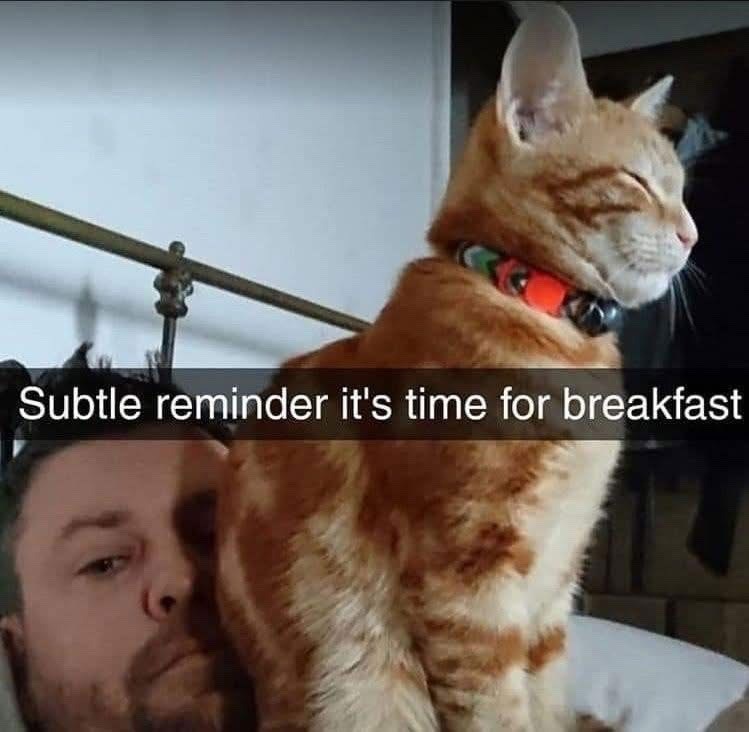 Subtle reminder it's time for breakfast