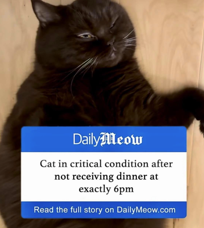 DailyMeow Cat in critical condition after not receiving dinner at exactly 6pm Read the full story on DailyMeow.com