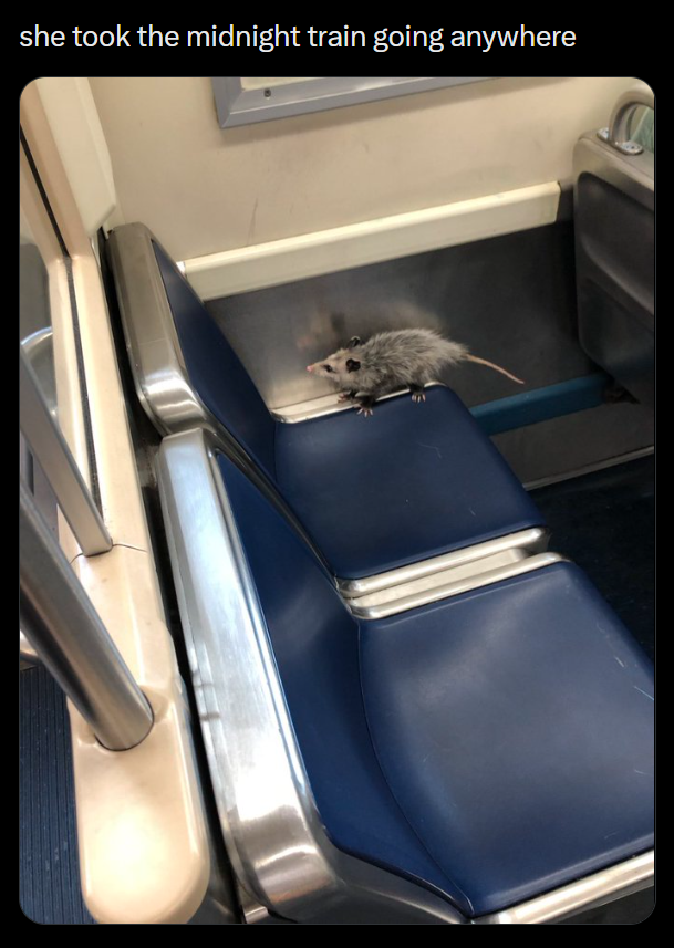 she took the midnight train going anywhere