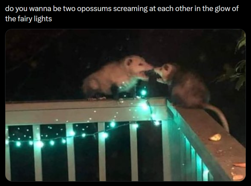do you wanna be two opossums screaming at each other in the glow of the fairy lights
