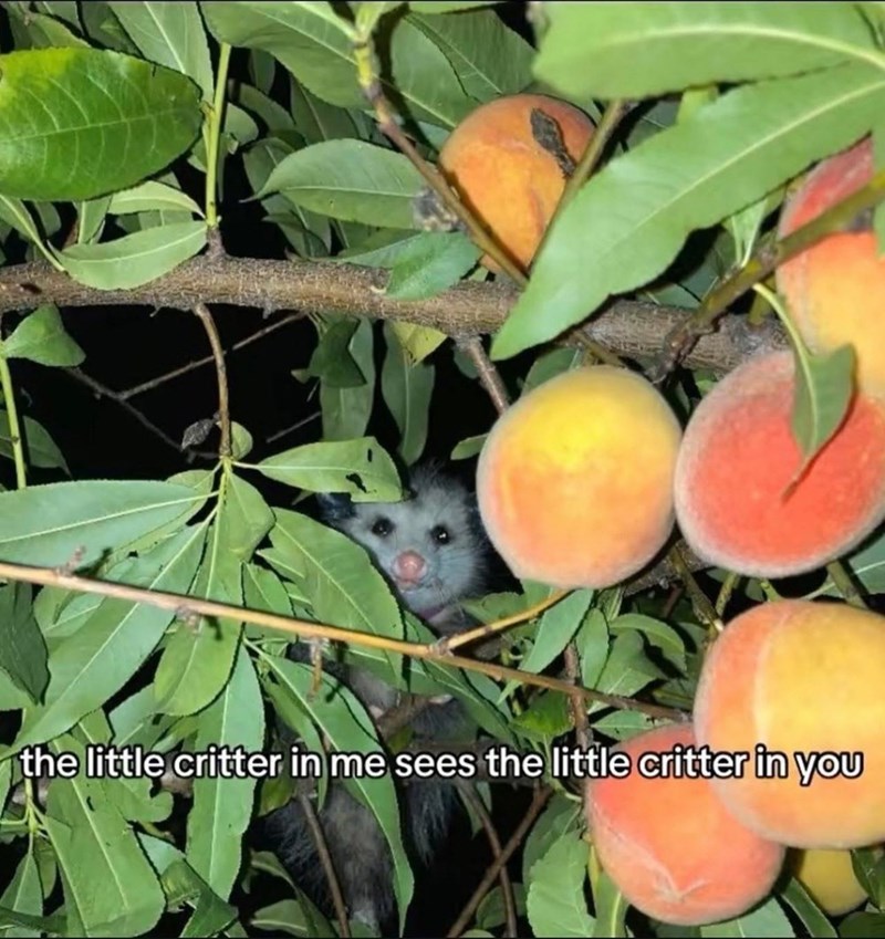 the little critter in me sees the little critter in you