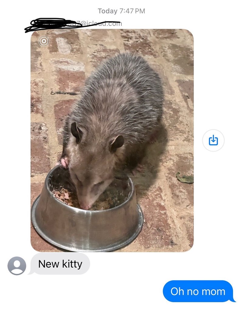 Today 7:47 PM @icloud.com New kitty Oh no mom