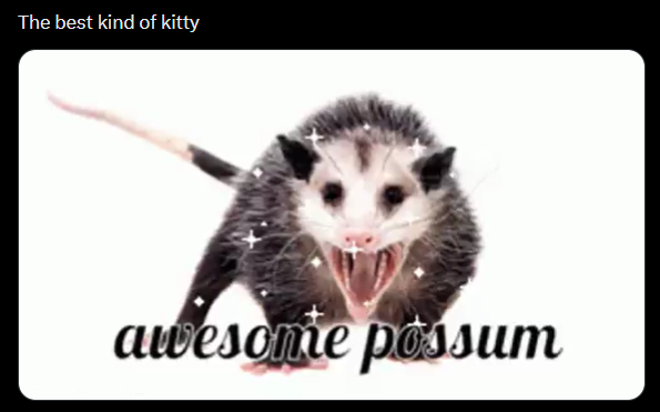 The best kind of kitty awesonte possum
