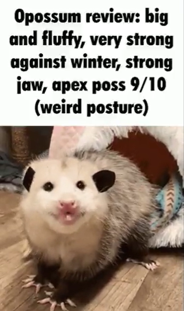 Opossum review: big and fluffy, very strong against winter, strong jaw, apex poss 9/10 (weird posture)