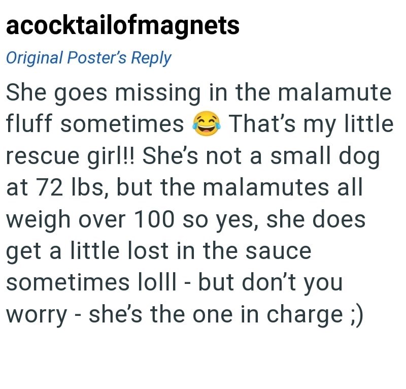 acocktailofmagnets Original Poster's Reply She goes missing in the malamute fluff sometimes That's That's my little rescue girl!! She's not a small dog at 72 lbs, but the malamutes all weigh over 100 so yes, she does get a little lost in the sauce sometimes lolll - but don't you worry she's the one in charge ;)