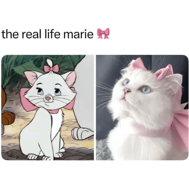 the real life marie