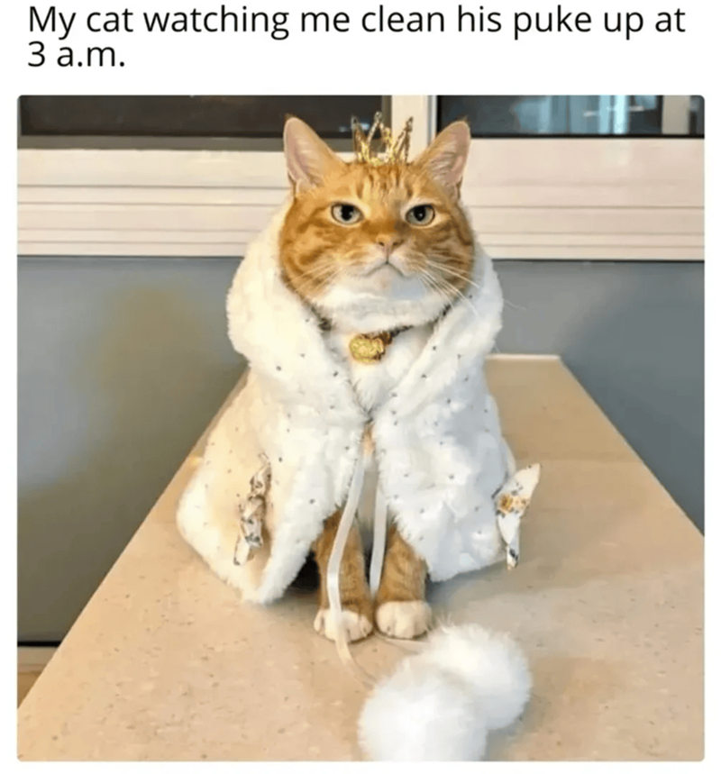 My cat watching me clean his puke up at 3 a.m.