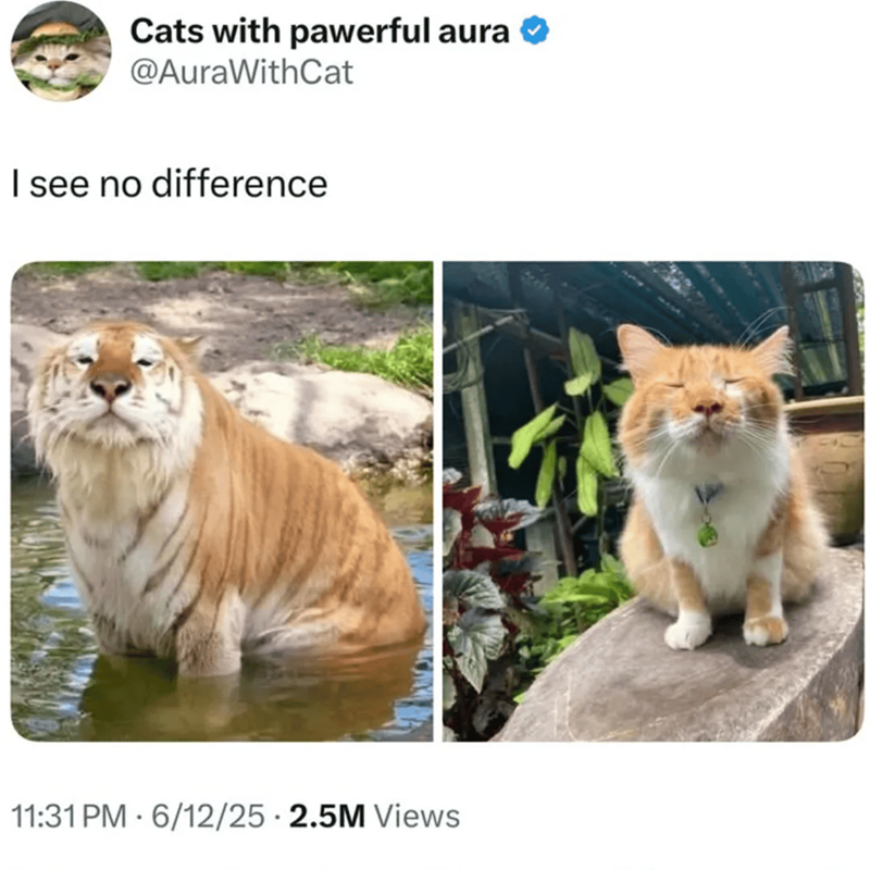 Cats with pawerful aura @AuraWithCat I see no difference 11:31 PM 6/12/25.2.5M Views .