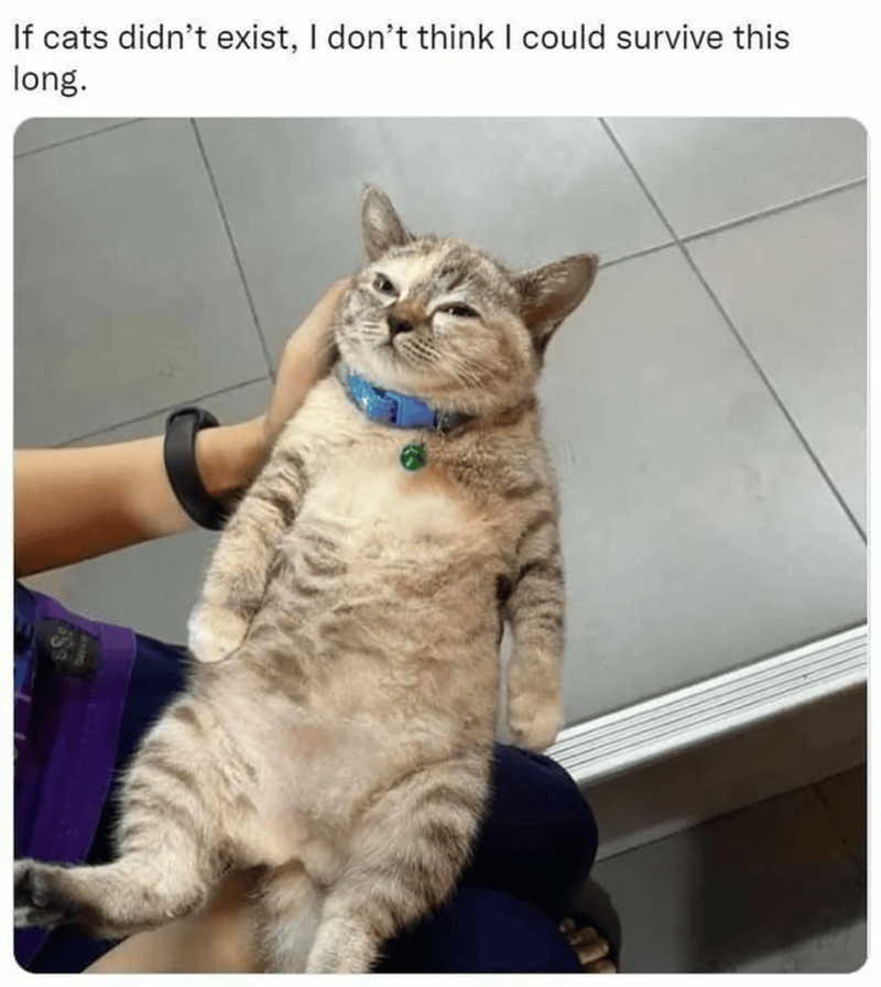 If cats didn't exist, I don't think I could survive this long.