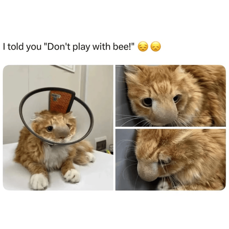 I told you "Don't play with bee!"