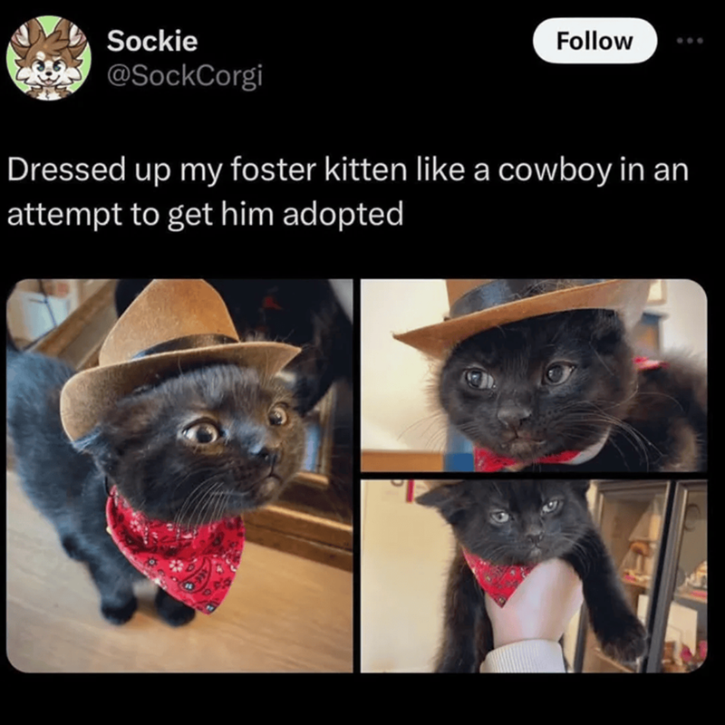 Sockie @SockCorgi Follow Dressed up my foster kitten like a cowboy in an attempt to get him adopted