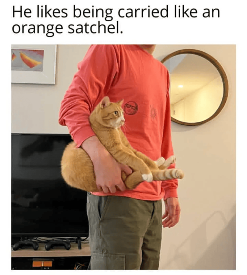 He likes being carried like an orange satchel.