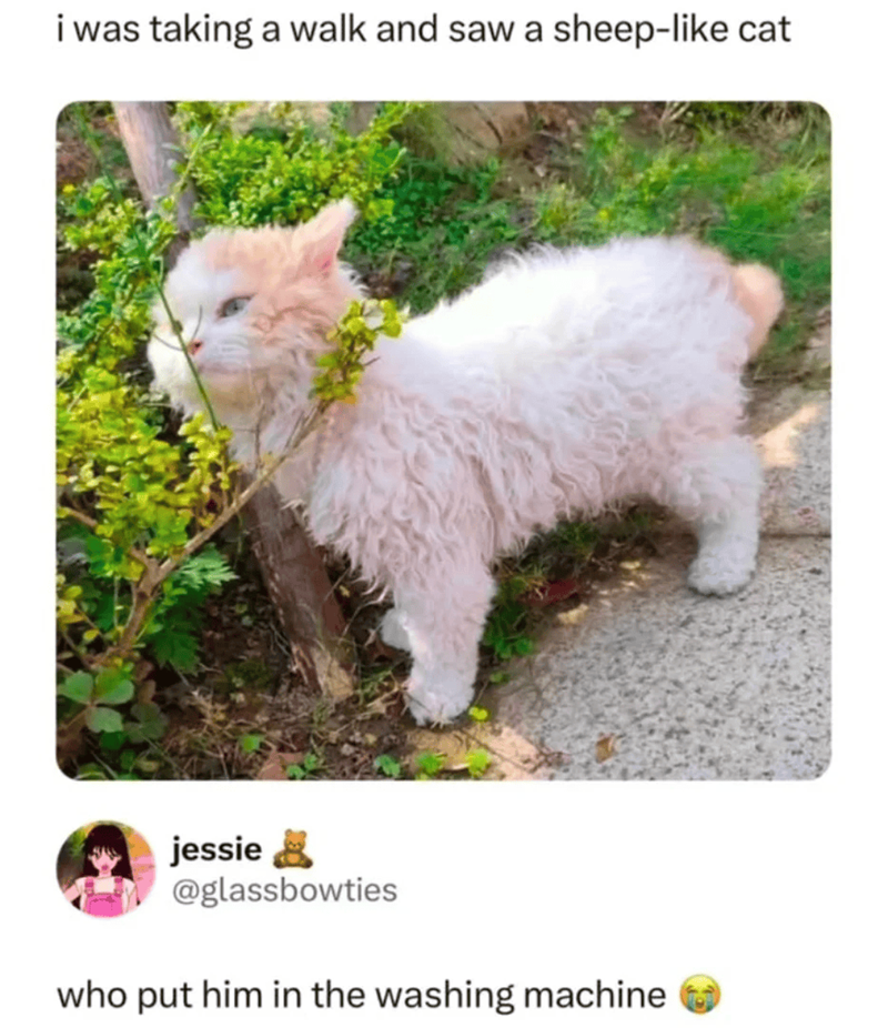 i was taking a walk and saw a sheep-like cat jessie @glassbowties who put him in the washing machine