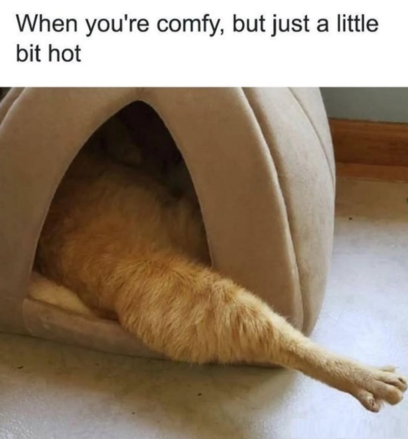 When you're comfy, but just a little bit hot