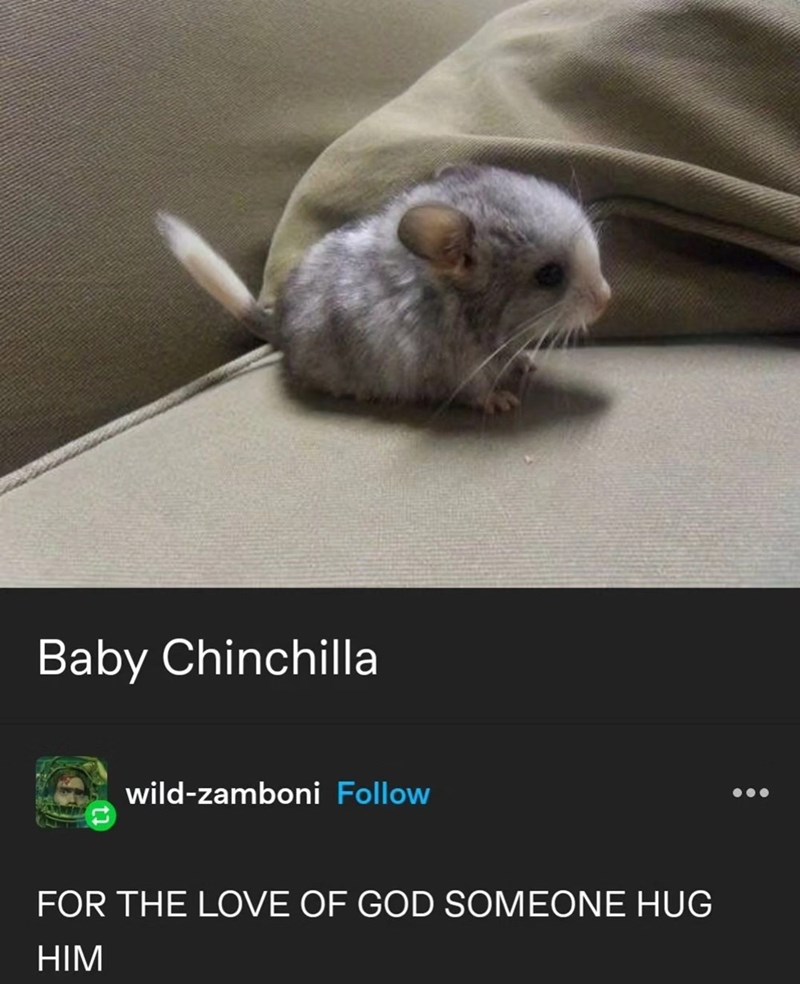 Baby Chinchilla wild-zamboni Follow FOR THE LOVE OF GOD SOMEONE HUG HIM