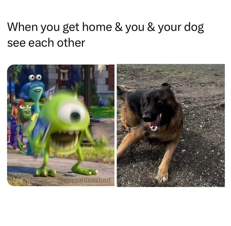 When you get home & you & your dog see each other @axelunleashed