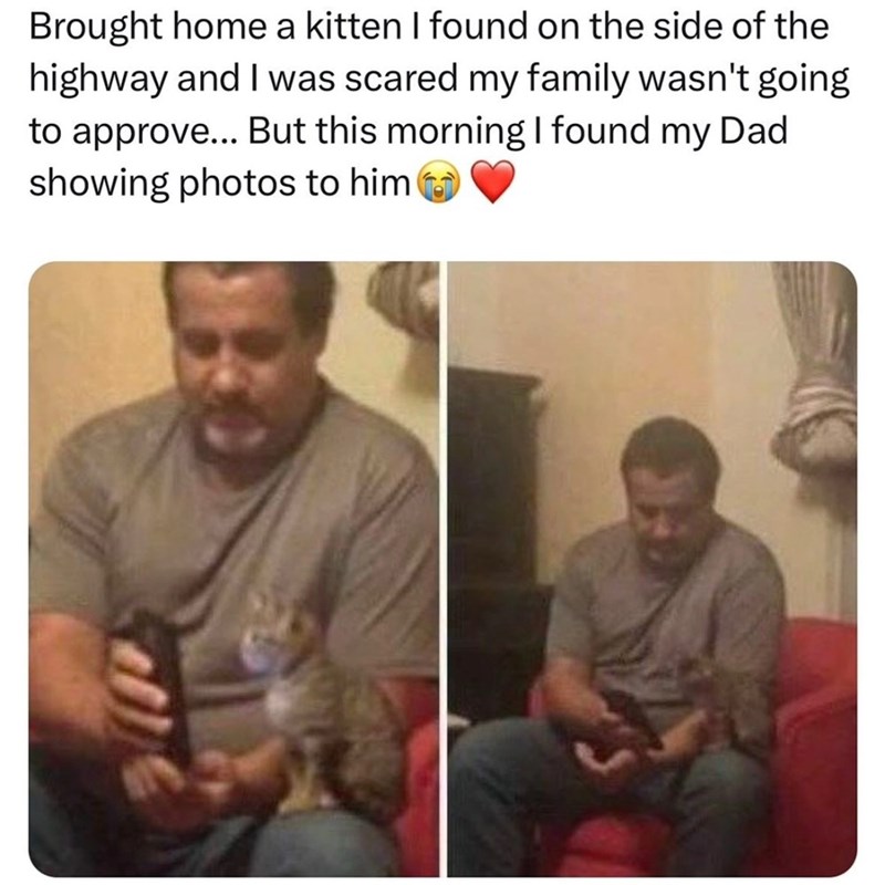 Brought home a kitten I found on the side of the highway and I was scared my family wasn't going to approve... But this morning I found my Dad showing photos to him