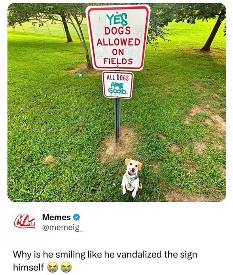 YES DOG'S ALLOWED ON FIELDS ALL DOGS ARE GOOD. Mis Memes @memeig Why is he smiling like he vandalized the sign himself