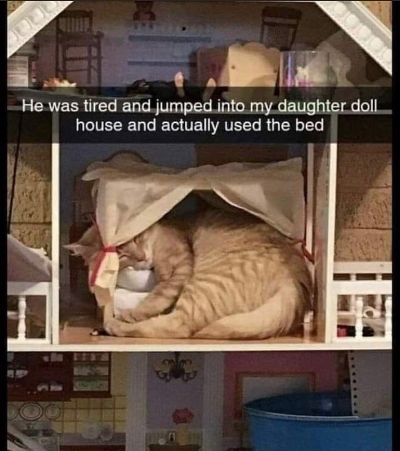 He was tired and jumped into my daughter doll house and actually used the bed