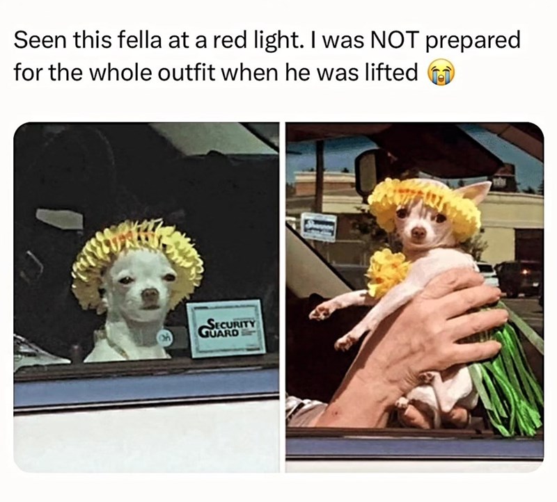 Seen this fella at a red light. I was NOT prepared for the whole outfit when he was lifted SECURITY GUARD