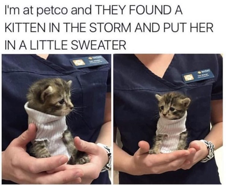 I'm at petco and THEY FOUND A KITTEN IN THE STORM AND PUT HER IN A LITTLE SWEATER
