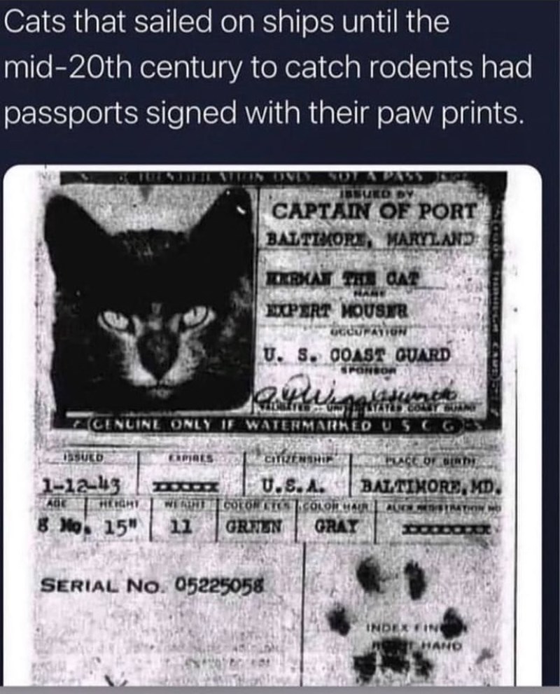 Cats that sailed on ships until the mid-20th century to catch rodents had passports signed with their paw prints. FUENTER ALLAN ONLY, SOT A PASS CAPTAIN OF PORT BALTIMORE, MARYLAND KERMAN THE CAT HAME EXPERT HOUSER OCCUPATION U. S. COAST GUARD SPONSOR GENUINE ONLY IF WATERMARKED USCC ISSUED 1-12-43 EXPIRES CITIZENSHIP U.S.A. PLACE OF BERDY BALTIMORE, MD. WE ATHE COLOR ETES COLOR HAIR ADE HEIGHT 8. No. 15" 11 GREEN GRAY SERIAL NO. 05225058 INDEX FINE HAND