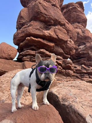 Cheezburger Image 10609318144