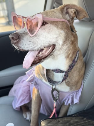 Cheezburger Image 10609319168