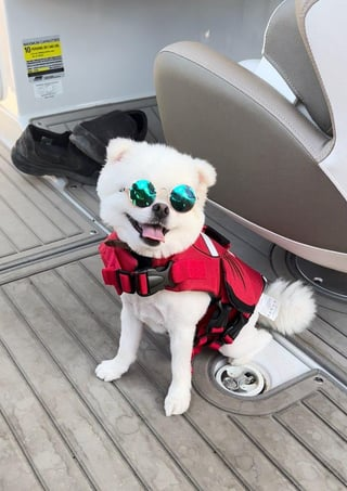 Cheezburger Image 10609319424