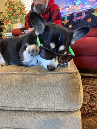 Cheezburger Image 10609319680