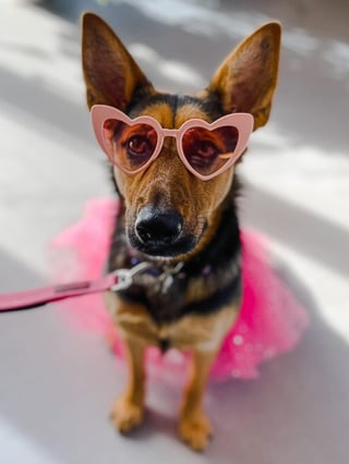 Cheezburger Image 10609319936