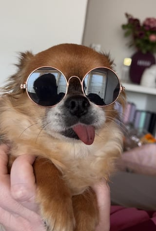 Cheezburger Image 10609320192