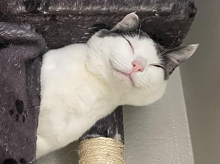 Cheezburger Image 10609320960